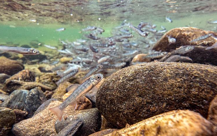 60万尾鱼苗放流图们江